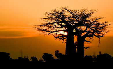 sunset baobab Africa 