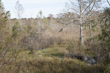 Standing Water in Hunting Area