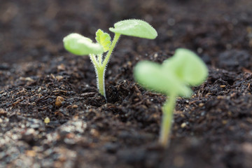Green sprouts growing out from soil in the morning light