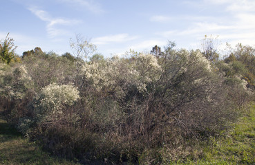 Woodland Bushes
