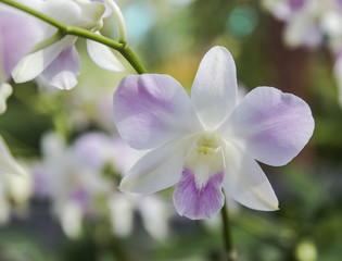 Closeup shot of white with light purple petal dendrobium orchid flower blooming.