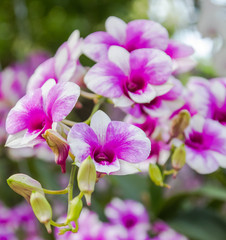 Fototapeta na wymiar White with violet inside petal dendrobium orchid.