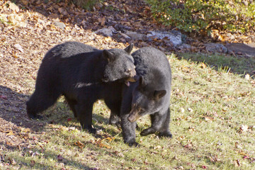 Black Bears Fighting