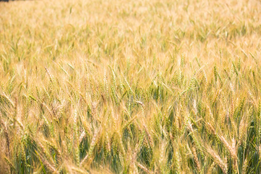 close up wheat field background © ittipol