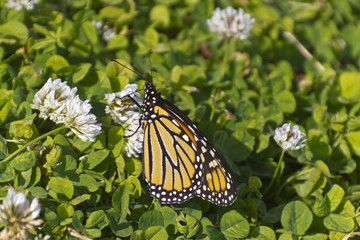 Monarch Sips Nectar From Fragrant Clover Flowers