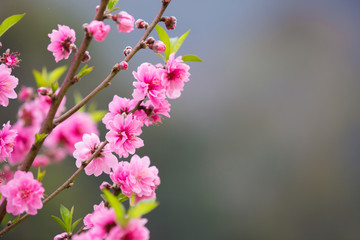 Fototapeta na wymiar Close up Peach Blossoms Pink flowers, natural background