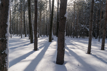 Beautiful Winter Forest or Park in Snow