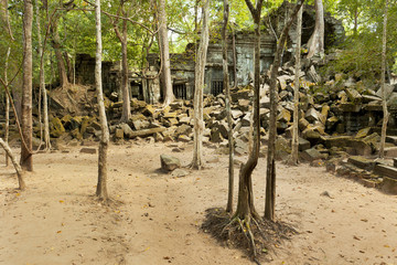 Odd shaped trees near ancient temple in ruins in Cambodia 