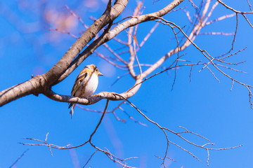 Brambling bird,in Showa Kinen Park,Tokyo,Japan