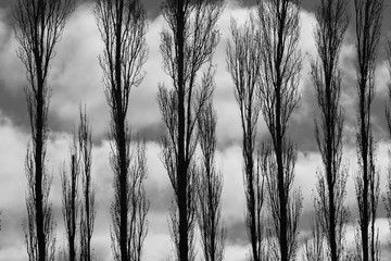 cloudy tree patterns
