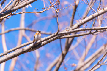 Brambling bird,in Showa Kinen Park,Tokyo,Japan