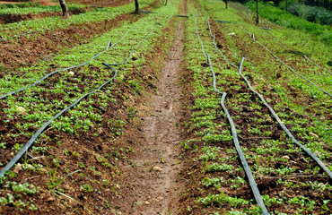 field of the farmland for grow vegetable