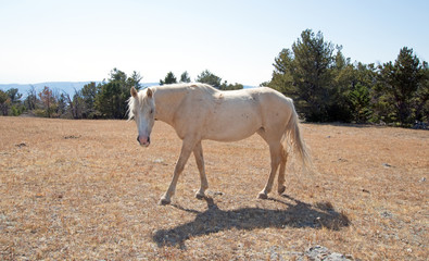 Palomino Mare and her shadow on Tillett Ridge in the Pryor Mountain Wild Horse Range on the Wyoming...