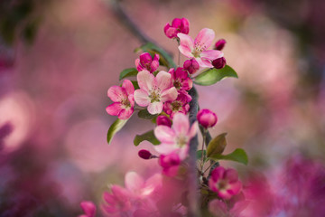 Fototapeta na wymiar Pink Apple tree