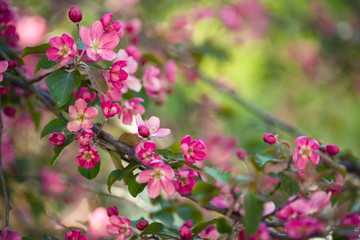 Pink Apple tree