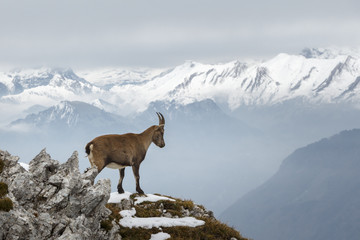 Mountain Goat On The Edge