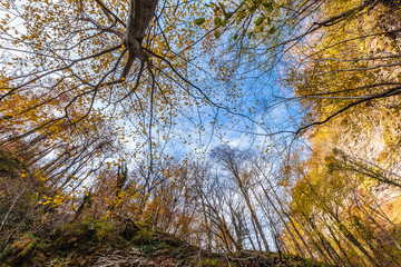 Autumn wood. The blue sky is visible through the weaved branches of trees.