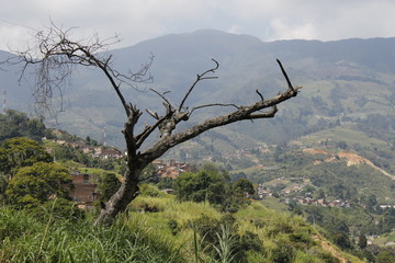 arbol seco