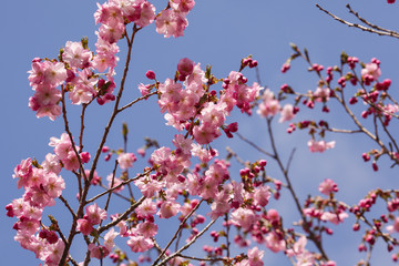 Beautiful of cherry blossom during spring season at Tokyo, Japan