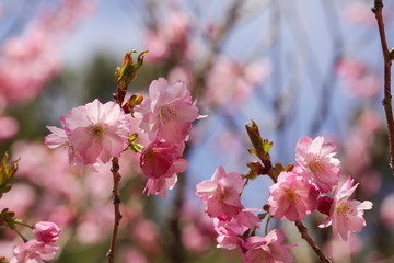 Beautiful of cherry blossom during spring season at Tokyo, Japan