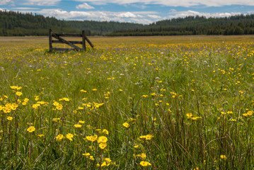 Lush wildflower meadow in the Umatilla National Forest in Oregon's Blue Mountains © jbosvert