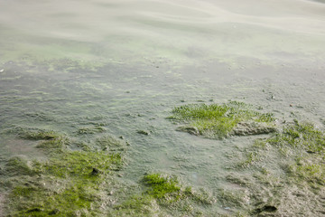 Moss water
