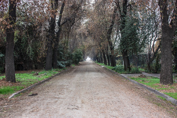 Natural road