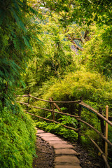Obraz premium Rainforest Trail in Krabi Thailand