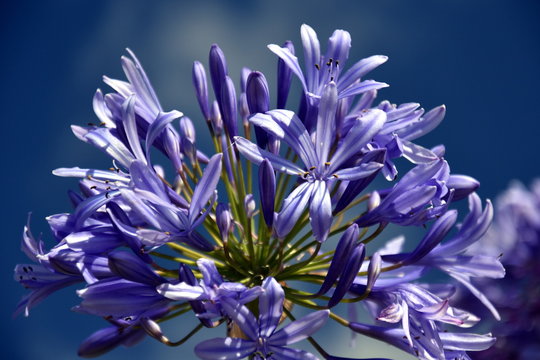 Fototapeta Closeup photo of Lily of the Nile, also called African Blue Lily flower, in purple blue shade (Agapanthus Africanus) in Australia. Blue Agapanthus flowering plant in summer garden.