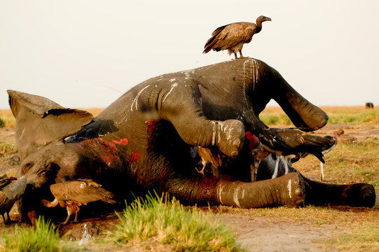 Dead Elephant Africa 