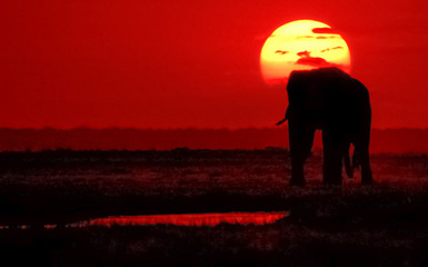 Elephant Sun Africa