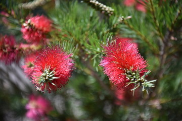 Closeup of a pink bottle brush. Native australian flower pink bottlebrush shrub flowering. Banksia ericifolia with pink flower.