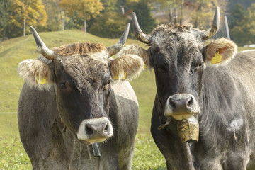 Cows in a field