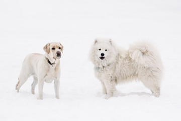 Beautiful Labrador dogs and Samoyed in the snow