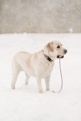 Beautiful labrador full length in the snow