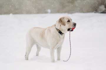 Beautiful Labrador dog in the snow