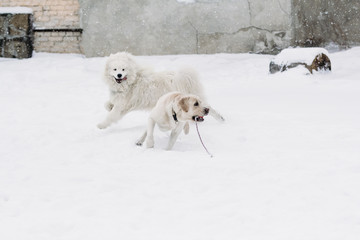 Labrador dogs and Samoyed playing in the snow
