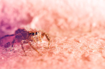 Macro Jumping spider pink background