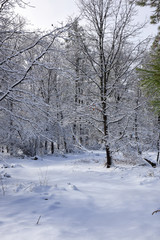 Winter Snow with Trees