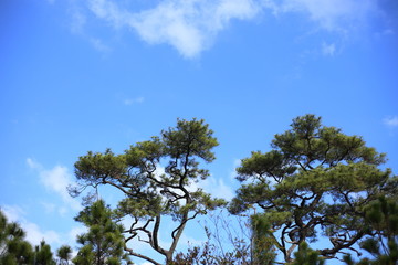 Pines and sky