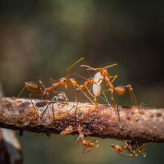 Red Ants Working Together
