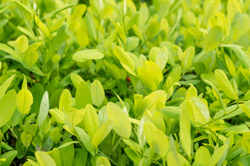 Leaves of coca plant