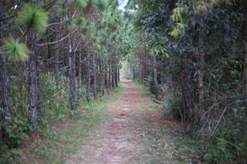 Pine tunnel