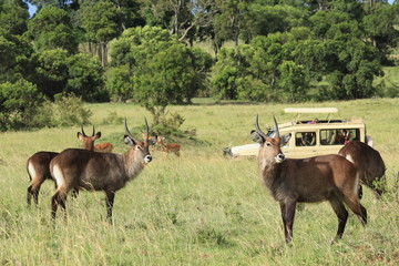 Naklejka na ściany i meble Common Waterbucks in Massai Mara, Kenya-safari car behind 