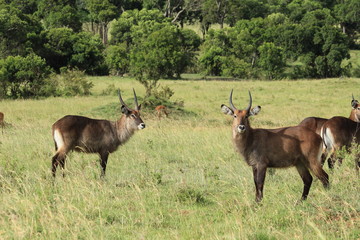 Common Waterbucks in Massai Mara, Kenya