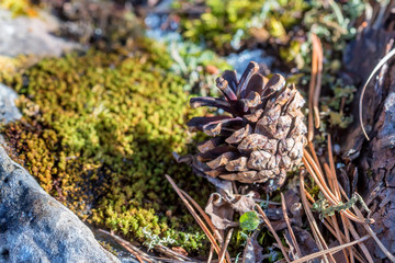 Pine cone on ground in winter