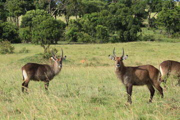 Common Waterbucks in Massai Mara, Kenya