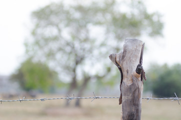 Stretched barbed fence with trees around the farm Saturday morning shooting light contrasting with beautiful bokeh background field.