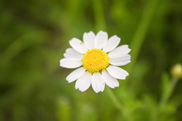 Obraz na płótnie Canvas daisy flower bokeh