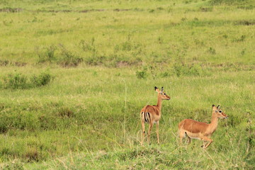 Naklejka na ściany i meble Gazelles in Massai Mara, Kenya